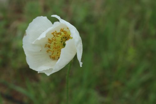 白色罂粟的花语（白色的罂粟花的寓意）-图1