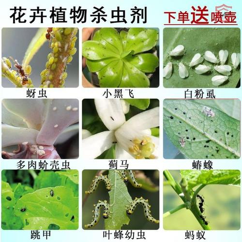 花有白色飞虫怎么办（花有白色飞虫用什么药）-图3