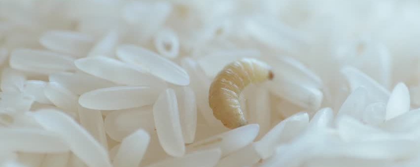 梦见白色的米虫（梦见白色的米虫在爬）-图3