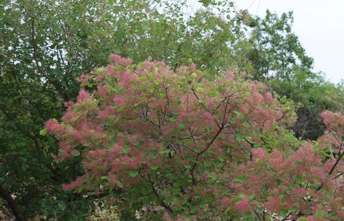 白色黄栌的花（白色黄栌的花是什么花）-图1