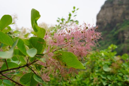 白色黄栌的花（白色黄栌的花是什么花）-图2