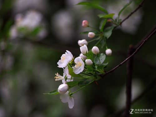 白色的垂丝海棠（白色的垂丝海棠花图片）-图3