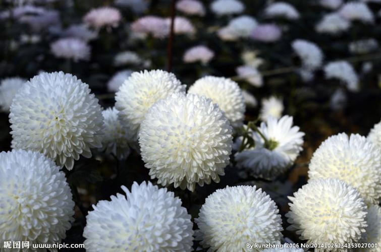 白色球形的菊花（白色球状菊花叫什么名字）-图1