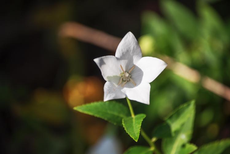 哪些植物来白色花（什么植物是白色的花）-图1