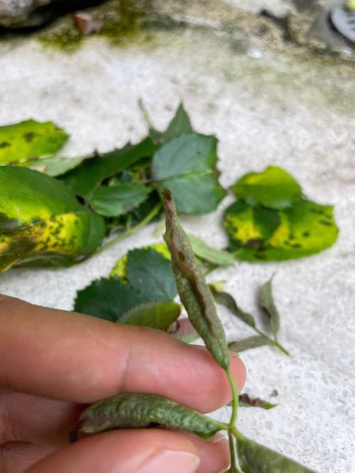 月季花上白色虫子（月季花上白色虫子是什么）-图3