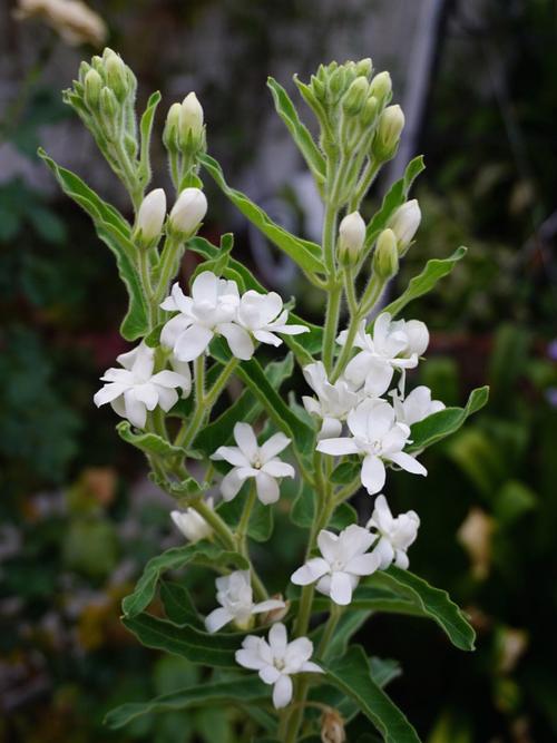 夏季白色花卉（初夏白色的花）-图1