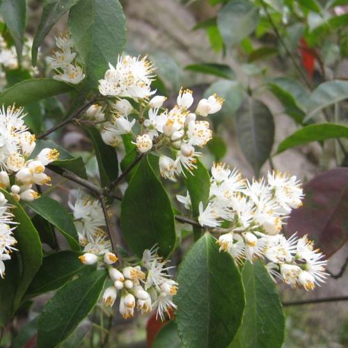 山矾科白色花（山矾科植物）-图1