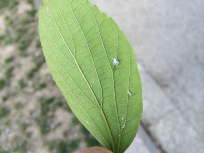 叶子上都是白色飞虫（叶子上白色的小飞虫子）-图1