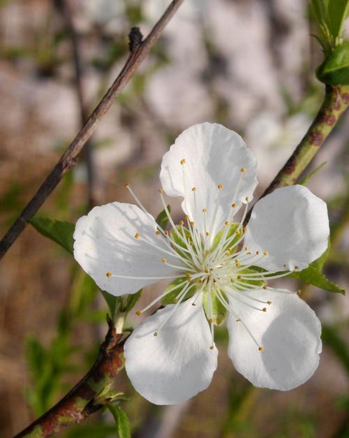 什么桃花是白色的（什么桃花是白色的花）-图2