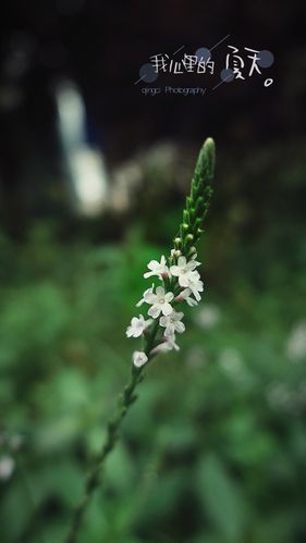 顶头是白色的植物（顶头是白色的植物叫什么）-图1