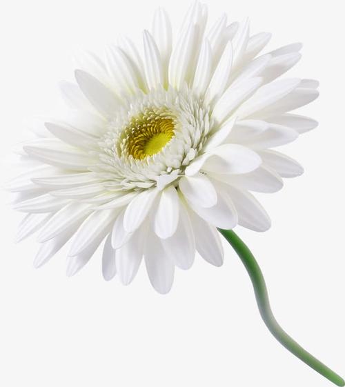 白色的太阳花（白色的太阳花图片）-图3