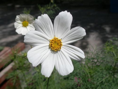 白色的太阳花（白色的太阳花图片）-图2
