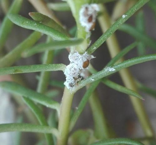 白色虫子怎么办（太阳花上有白色虫子怎么办）-图2