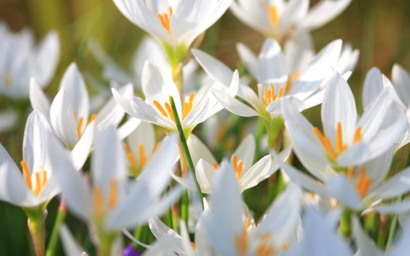 白色番红花花语（白色花红花蕾是啥花）-图3