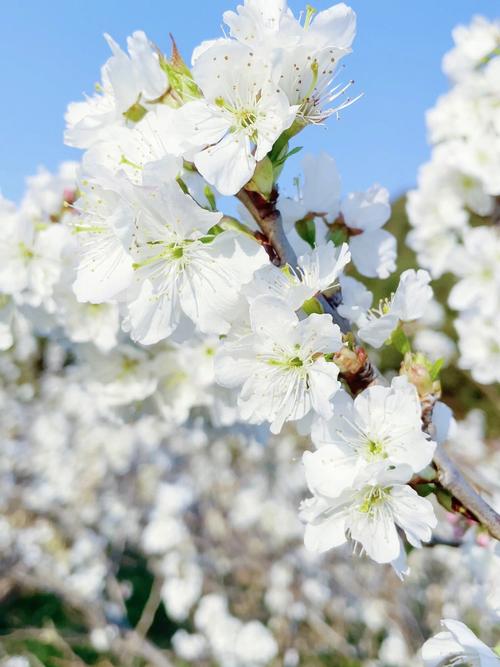 白色的樱花叫什么（白色的樱花是什么品种）-图1