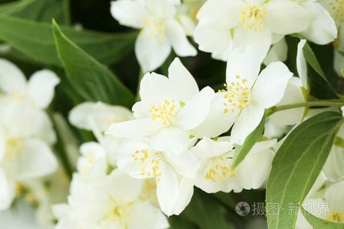 白色茉莉味的花（白色茉莉花花语象征与寓意）-图2