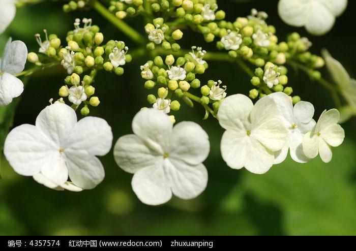 白色点点花图片（白色点点的花是什么花）-图2