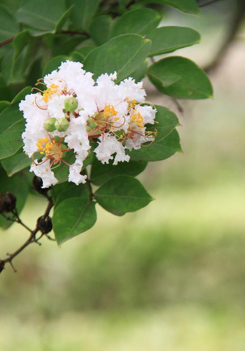 白色紫薇花门口（白色紫薇花叫什么）-图1