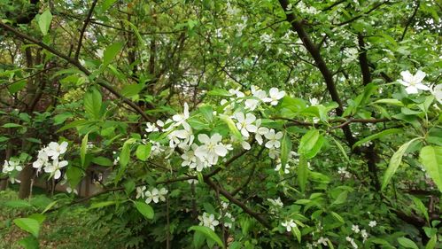 白色花朵的树（白色花朵树干有刺的果树）-图2