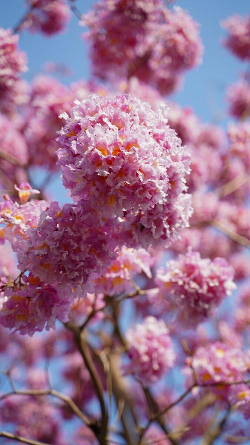 冬天粉红白色花（冬天粉色的花树）-图1