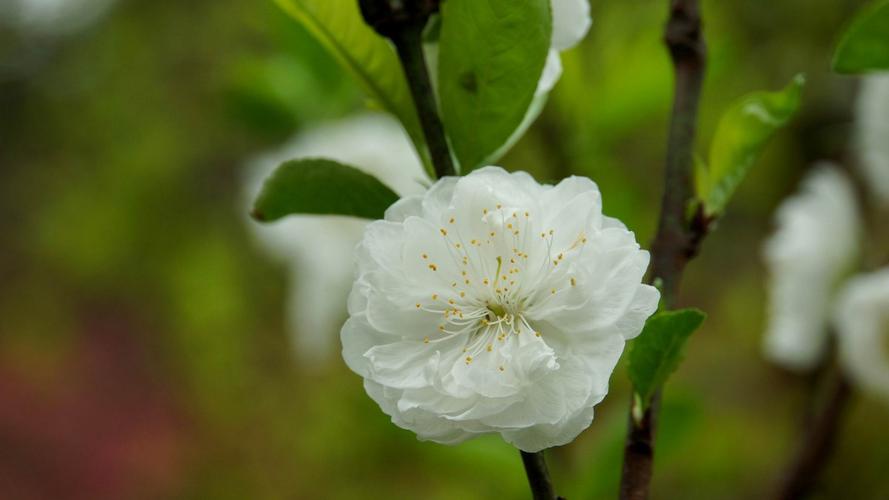 白色碧桃图片（白色碧桃花图片）-图1