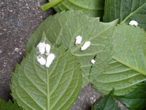 叶子白色虫（叶子白色虫卵 像米粒）-图3