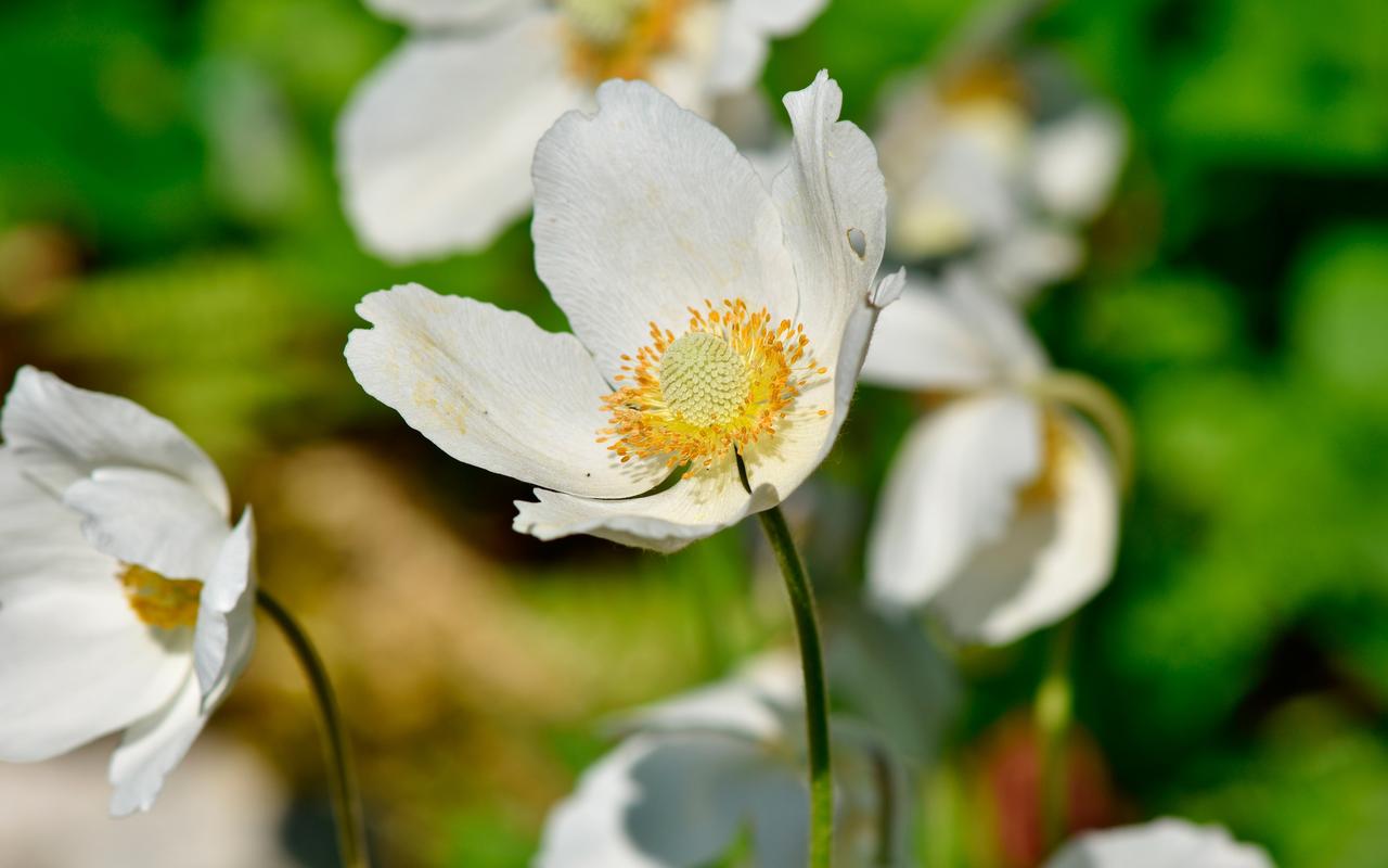 白色的花有啥（白色的花有啥品种）-图1