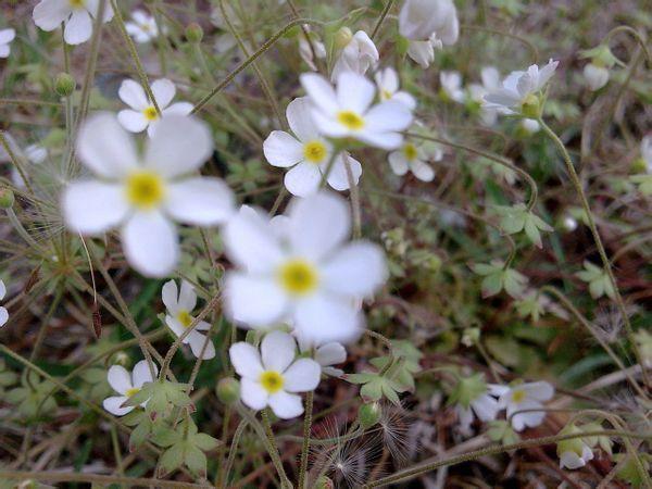 常见野花白色（农村常见的白色的野花）-图2