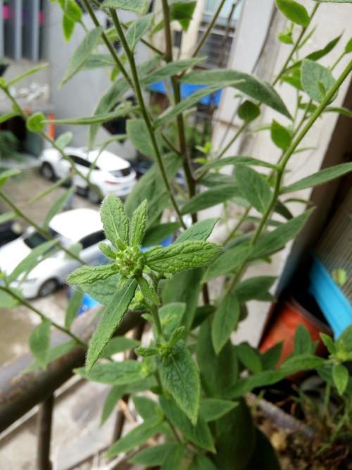 植物有白色的毛毛（植物有白色的绒毛）-图1