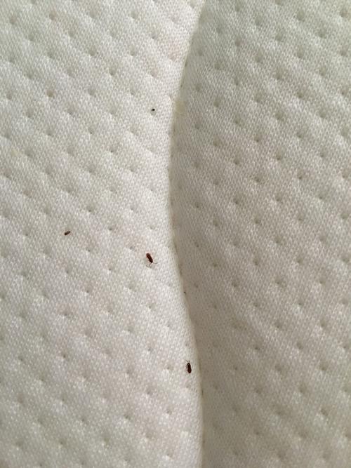 床垫里面有白色颗粒（床垫里面有白色颗粒是螨虫吗）-图3