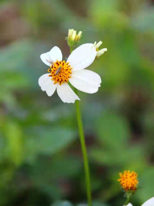 白色鬼针草花（白鬼针草花代表什么意思）-图1