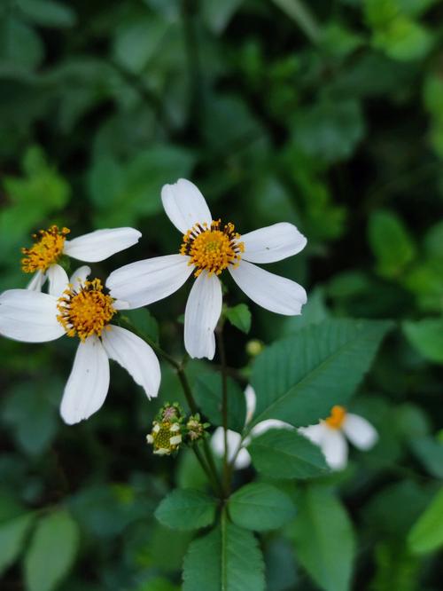 白色鬼针草花（白鬼针草花代表什么意思）-图2