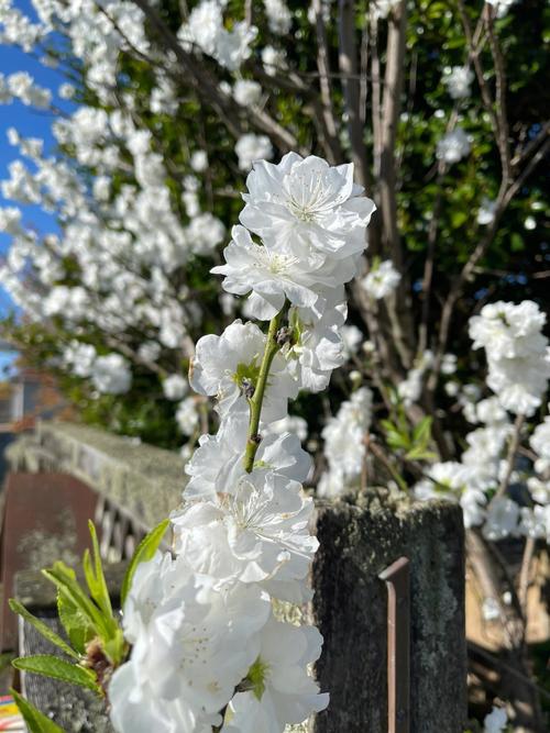 白色碧桃品种（碧桃有白色的花吗）-图3