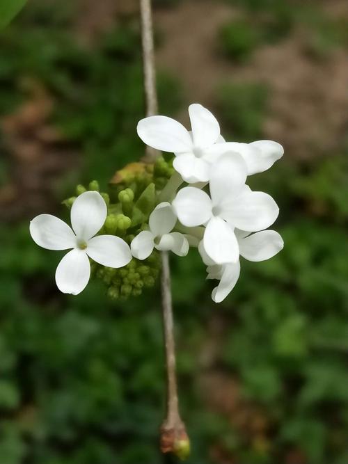 白色的花香（白色的花香香的是什么）-图2