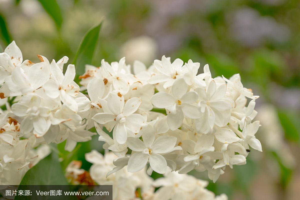 白色的花香（白色的花香香的是什么）-图1