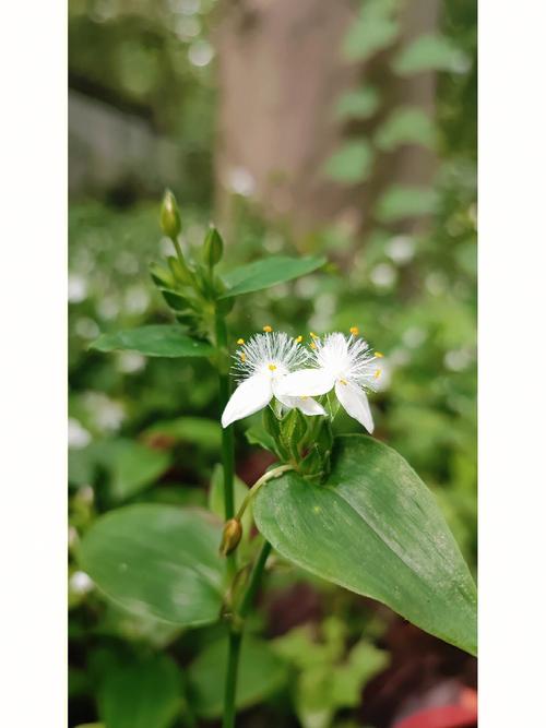 白色紫露草（白色紫露草花花语）-图2