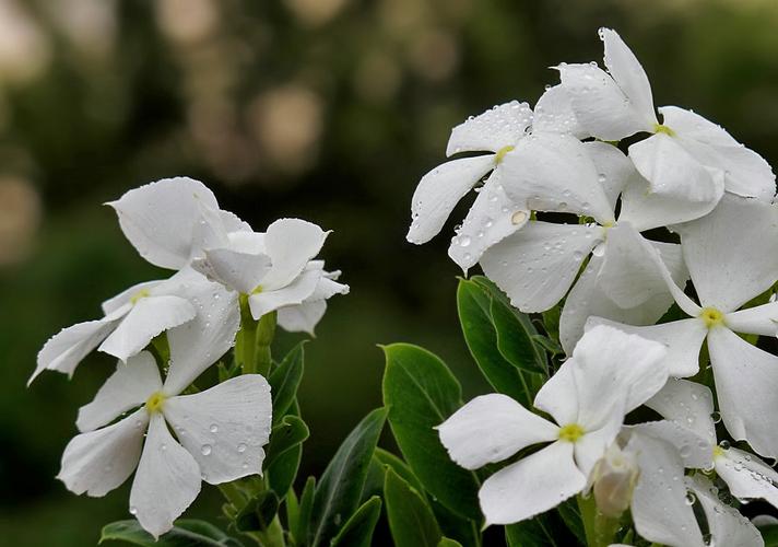 什么白色的花夏天开（夏季开白色花的花卉）-图1