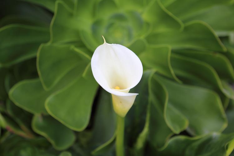 什么白色的花夏天开（夏季开白色花的花卉）-图2