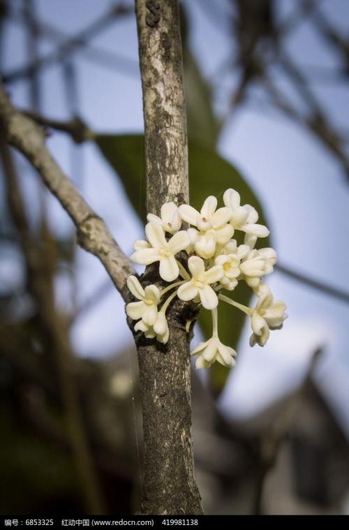 花朵像桂花白色（花朵像桂花白色的花）-图1