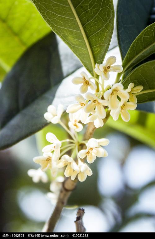 花朵像桂花白色（花朵像桂花白色的花）-图3