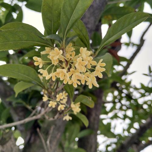 花朵像桂花白色（花朵像桂花白色的花）-图2