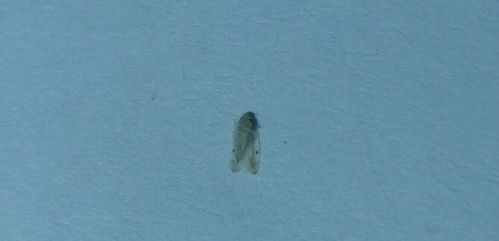 一种白色飞虫（白色飞的虫子）-图2