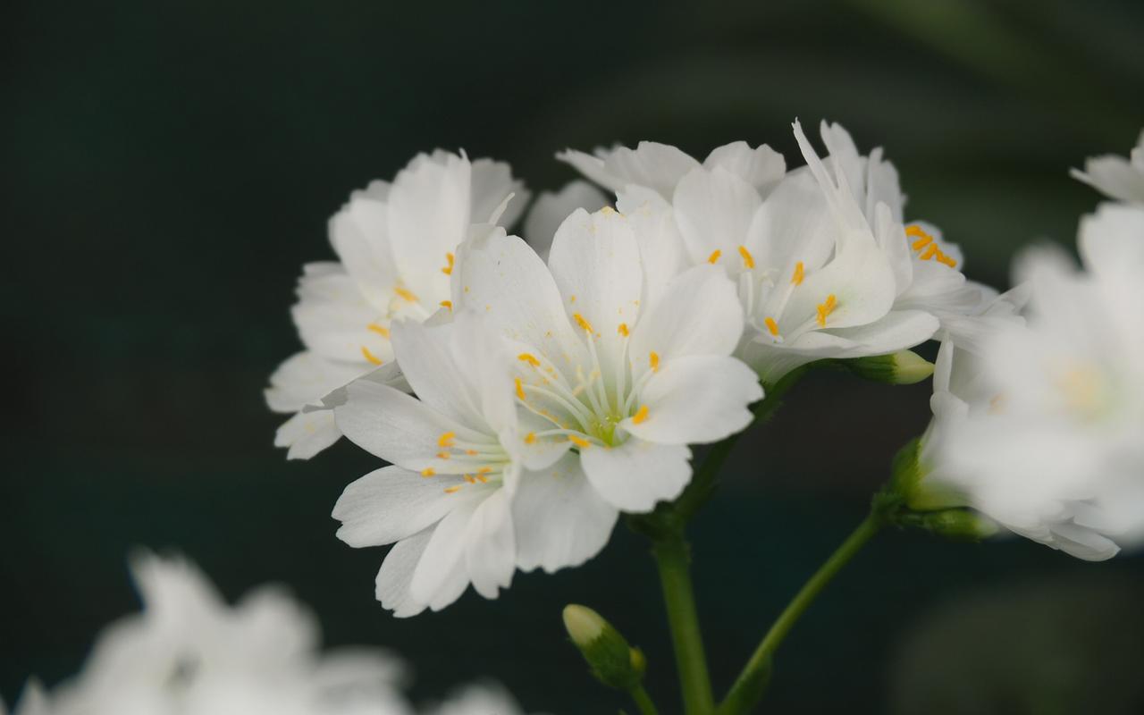 地被植物白色花（植物上的白色）-图2