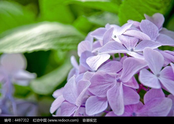 紫色白色花名字（紫色白色的花）-图1