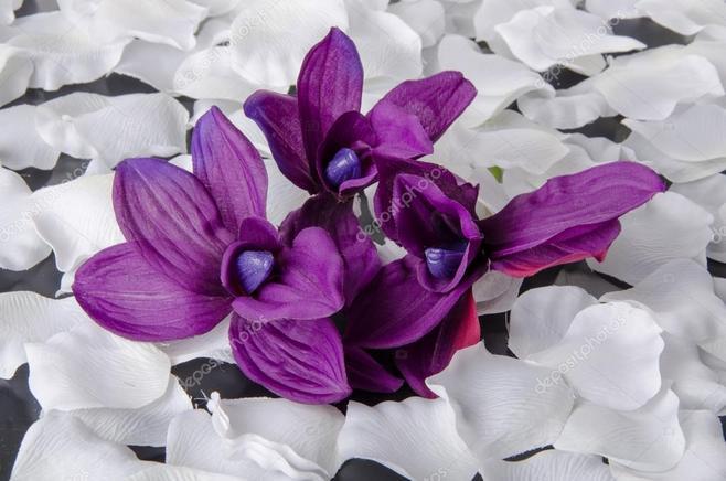 紫色白色花名字（紫色白色的花）-图3