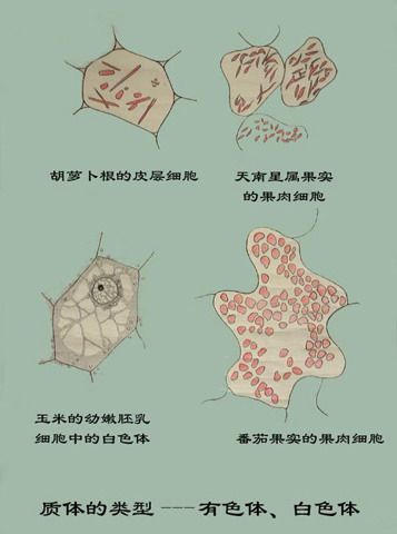 白色体的颜色（白色体主要分布在哪些器官）-图2