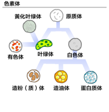 白色体的颜色（白色体主要分布在哪些器官）-图3