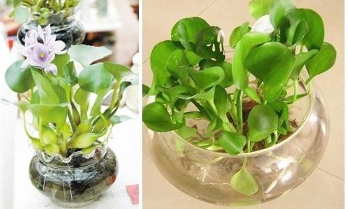 植物水培长了好多白色（水培植物水面上有白沫）-图1