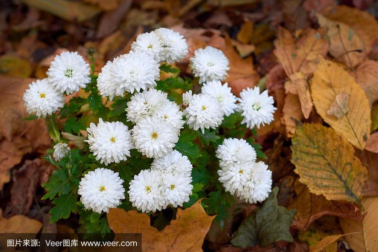 白色叶子的小菊花（白菊花的叶子是什么颜色的）-图1