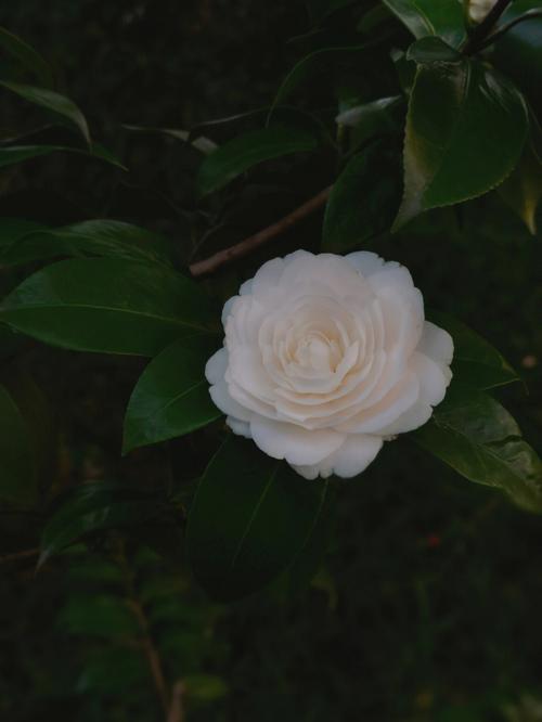 白色花朵很香（白色花朵很香的植物）-图1